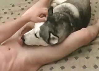 Wanker jerks off his dong and lets his dog lick his cock and balls