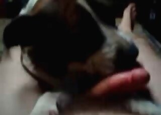 Crazy man teases his dog by wanking his dong before its nose