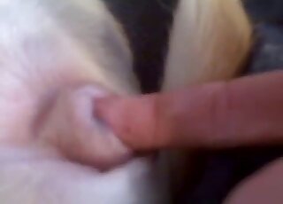 Fingering session for a white dog with closeup zoophile passions