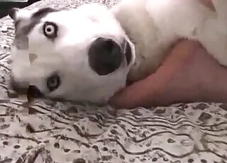 Zoophilic foreplay showcased in a hot sex tape scene with orgasms