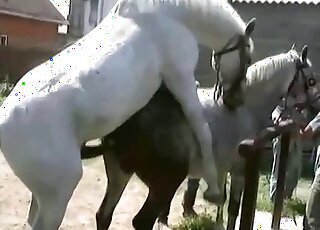 Truly passionate zoophilia with two horses that fuck outdoors