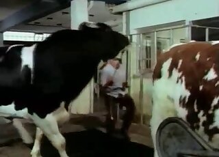 Fetishistic farmer cannot wait to give this animal a gay handjob