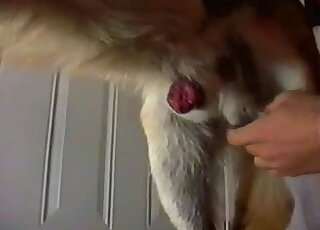 Closeup handjob scene showing a gorgeous dog cock from free porn