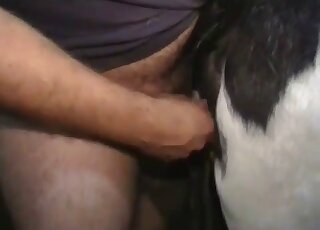 Chubby zoophile dude guides his cock in an animal's hot pussy