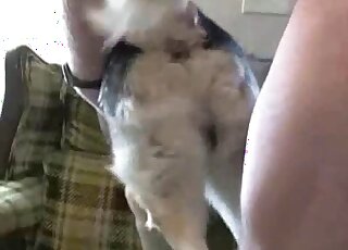 Nasty sex tape video with a gay dude that loves furry dog cocks