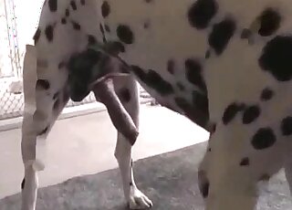 Dalmatian enjoying doggystyle gay anal fucking in taboo zoo porn