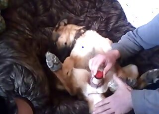 Zoophile dude uses a dildo to fuck his dog's pussy in an armchair