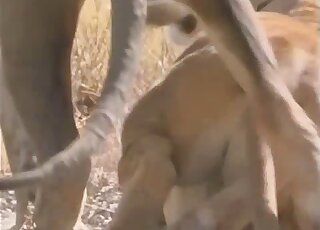 Animals fucking in an animal-only zoophilia porn scene with gape