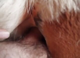 Closeup POV fucking featured in a user-submitted animal sex tape