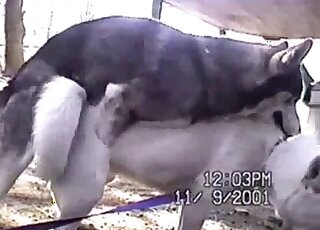 Dog inserting its penis in a tight animal hole in an outdoor video