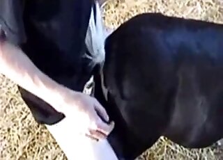 Pale booty dude inserting his penis into this animal's hot hole