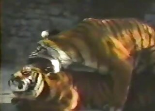 Tiger porn movie featuring two big animals enjoying intercourse