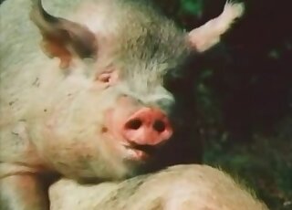 Zoo XXX movie showing pigs fucking in an outdoor setting